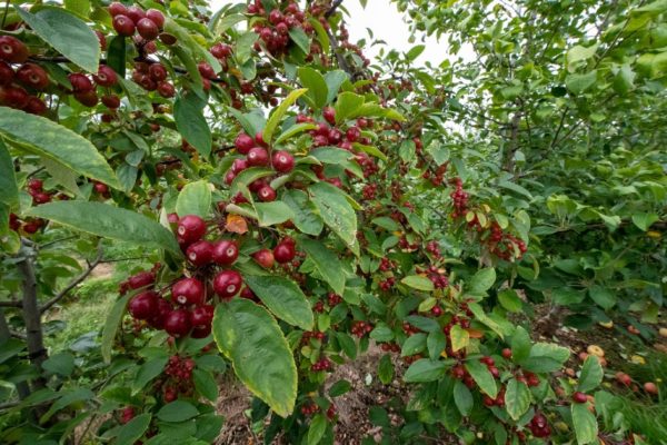 crabapples ready to compost