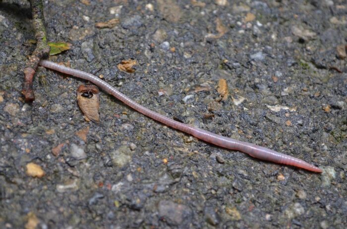 earthworm on the sidewalk